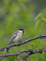 Great Tit (Parus major), Greece