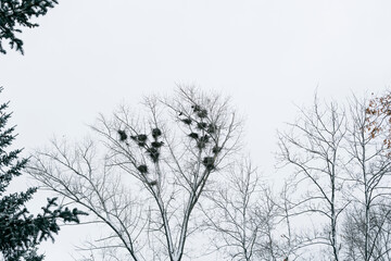 Nests of birds in the winter forest
