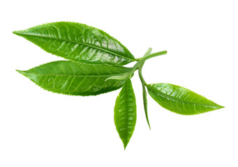 Green tea leaf isolated on white background