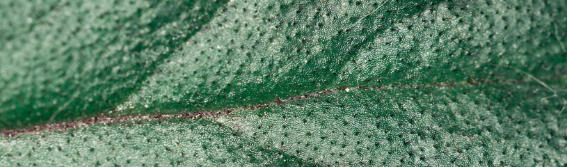 The leaf of a plant macro close-up. Green leaf texture