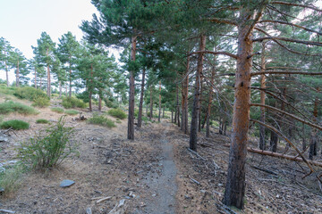 dirt road between a pine forest in Sierra Nevada