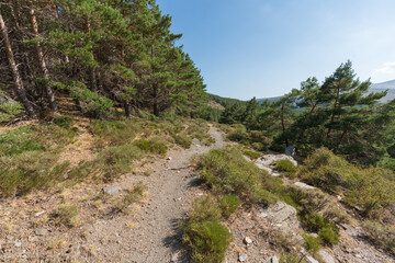 Fototapeta na wymiar dirt road between a pine forest in Sierra Nevada