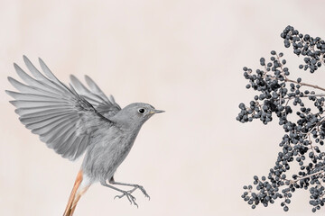 Awesome portrait of Redstart in flight (Phoenicurus phoenicurus)