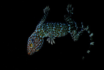 Tokay Gecko - Gekko gecko, beautiful large lizard from Asian gradens and houses, Thailand.