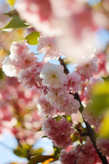 Bright colorful spring pink sakura flowers. Cherry blossoms on sunny day on blue sky background. Beauty of nature. Spring, youth, growth concept.
