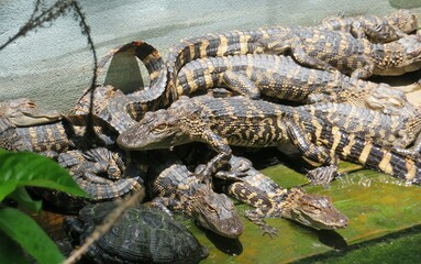 Small alligators cubs near the pond on Florida farm, closeup