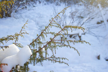 Christmas tree twig all in the snow in winter on the street