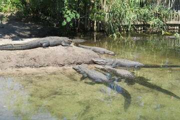 Alligators in the pond on Florida farm