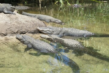 Alligators at the pond in Florida alligators farm, closeup