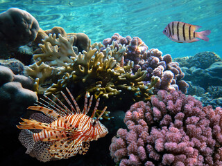 underwater coral reef landscape with colorful fish and marine life