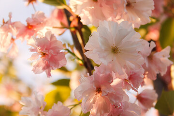 Bright colorful spring pink sakura flowers. Cherry blossoms on sunny day on blue sky background. Beauty of nature. Spring, youth, growth concept.
