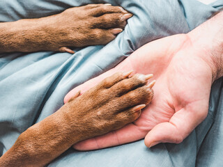 Male hands and paws of a puppy. Close-up, indoor, view from above. Concept of care, education,...