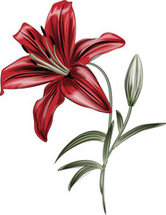  Red Lily Flowers vector - Detailed vector flower