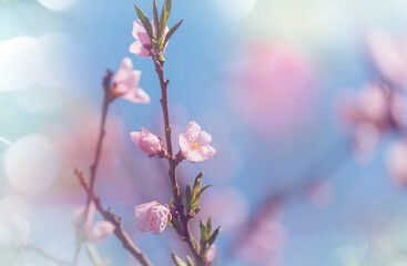 Blossom tree