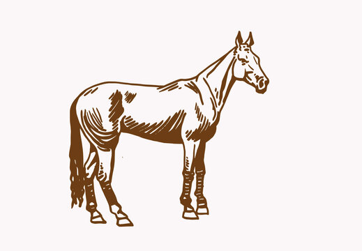 Graphical vintage horse ,sepia background,illustration