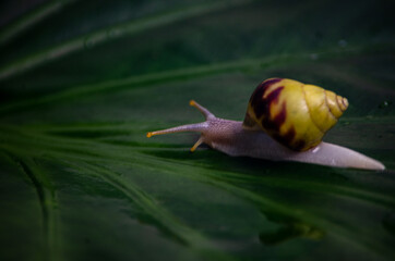 snail on a leaf