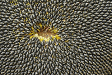 common sunflower flowr's disk