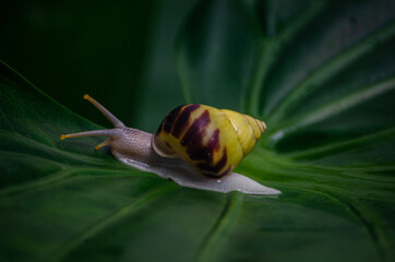 snail on a leaf