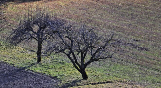 noyers de la Dr&ocirc;me
