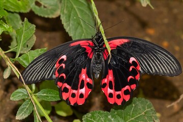 Papilio rumanzovia, Scarlet Mormon, black and red butterfly on the green leaf, selective focus