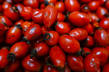 many fresh red rosehips collected in the winter detail