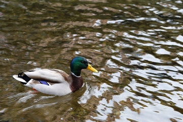 Male mallard swimming on a river located in Zürich, Switzerland. Mallards are colorful birds that are common in cities in Europe. Around the bird you can see brown colored water with little waves.