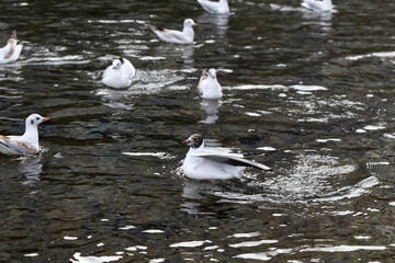 Plenty of seagulls on a river located in Zürich, Switzerland. Seagulls are white birds common in cities in Europe. They can fly and swim, and can cause issues to people. Color image.