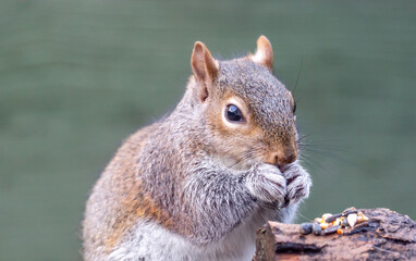 squirrel eating