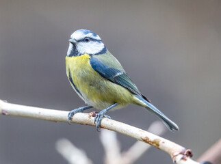 Obraz premium blue tit on a branch