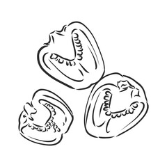 Sweet pepper. Vector hand drawn vegetables isolated on white background. bell pepper, vector sketch illustration