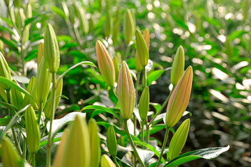 Lily flower in garden.  Lily is in the greenhouse