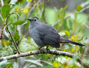 Catbird on a branch