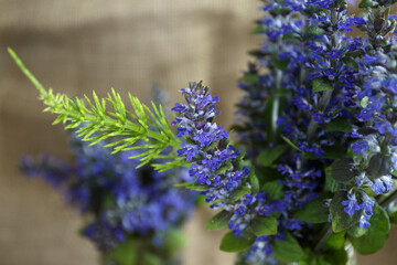 Ajuga reptans or bugle, bugleweed, blue bugle. Blue flowers close up. Bouquet of wild blue flowers with a green branch of field horsetail