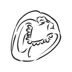 Sweet pepper. Vector hand drawn vegetables isolated on white background. bell pepper, vector sketch illustration