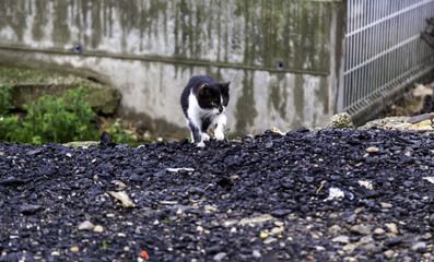 Stray cats eating on the street