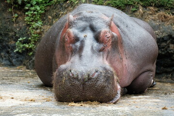 hippopotamus in river