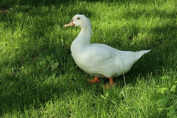 Well-fed white goose on green grass