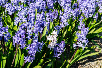 Fototapeta premium Spring flowering purple hyacinths in the garden. One white flower among many blue and lilac flowers at a flower field. 