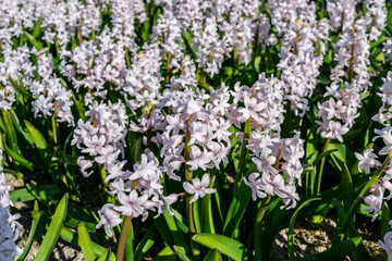 Light lilac hyacinths close up, selective focus. Fragrant spring flowers in the garden or on the flower field.
