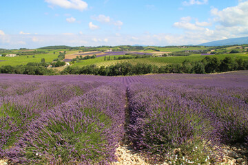 Plateau de Vinsobres lavandes