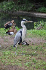 grey heron in Frankfurt am Main zoo