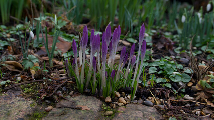 Beautiful purple crocus flower buds and foliage in garden in springtime