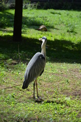 grey heron in Frankfurt am Main zoo