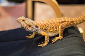 Fototapeta premium Detail of Bearded dragon (pogona) on the floor exploring the flat