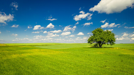 Landscape with one tree on green field and blue sky