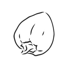 Sweet pepper. Vector hand drawn vegetables isolated on white background. bell pepper, vector sketch illustration