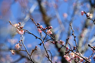 梅の花