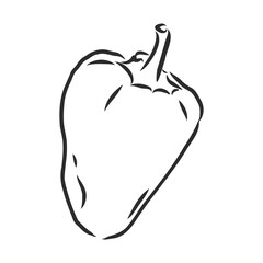 Sweet pepper. Vector hand drawn vegetables isolated on white background. bell pepper, vector sketch illustration