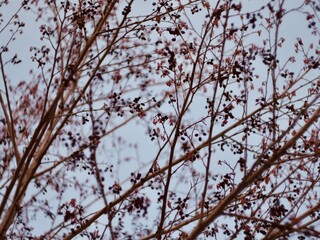 Alnus glutinosa, the common alder, black alder, European alder, European black alder, or just alder.
Branches of a tree with male inflorescence and mature cone-like flowers in winter