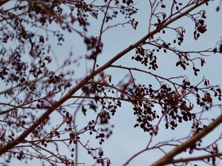 Alnus glutinosa, the common alder, black alder, European alder, European black alder, or just alder.
Branches of a tree with male inflorescence and mature cone-like flowers in winter